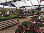 Pacific Nurseries plants